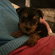 Willow is registered to the contest to win money with this photo: puppy, dog, pet, cute, small, fur, blanket, blue_blanket, red_blanket, indoor, cozy, animal, young, snuggling, looking_at_camera, soft, home, companion, adorable, furry