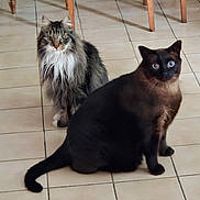 Ghost Et Moon participe au concours pour gagner de l'argent avec cette photo : cat, cats, indoor, floor, tile_floor, wooden_chair, furniture, pet, animal, feline, long_fur, short_fur, blue_eyes, curious, sitting, domestic_animal, two_animals, companion, household, looking