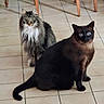 animal, blue_eyes, cat, cats, companion, curious, domestic_animal, feline, floor, furniture, household, indoor, long_fur, looking, pet, short_fur, sitting, tile_floor, two_animals, wooden_chair