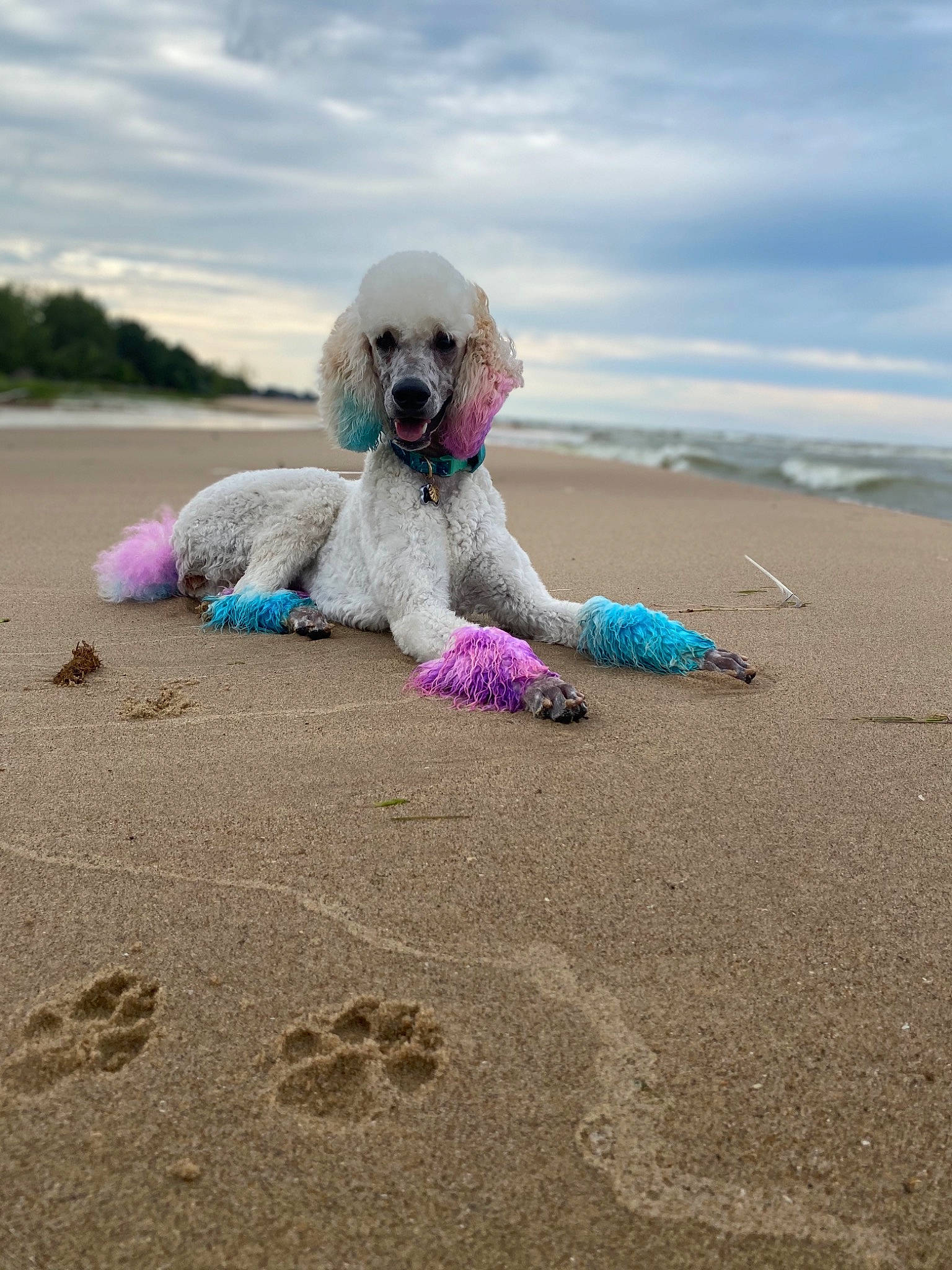 Faye joined the competition — help win amazing prizes! beach, canidae, carnivore, cavachon, cockapoo, companion_dog, dog, dog_breed, miniature_poodle, non_sporting_group, poodle, poodle_crossbreed, puppy, sand, sea, sporting_group, standard_poodle, toy_dog, toy_poodle, vacation