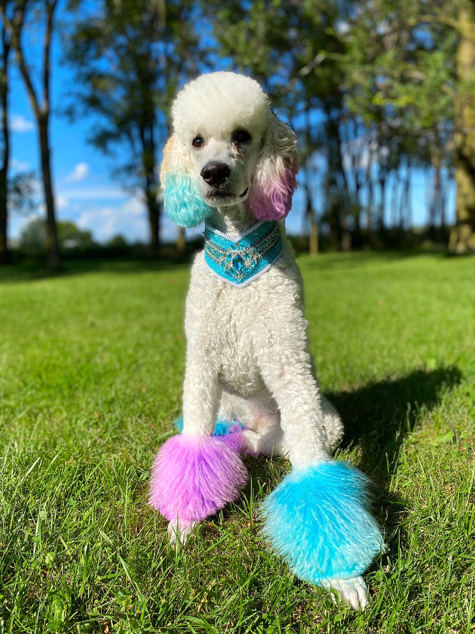 Faye is registered to the contest to win money with this photo: canidae, carnivore, companion_dog, dog, dog_breed, dog_clothes, dog_collar, grass, green, mammal, miniature_poodle, non_sporting_group, poodle, poodle_crossbreed, puppy, sporting_group, standard_poodle, toy_dog, toy_poodle, vertebrate