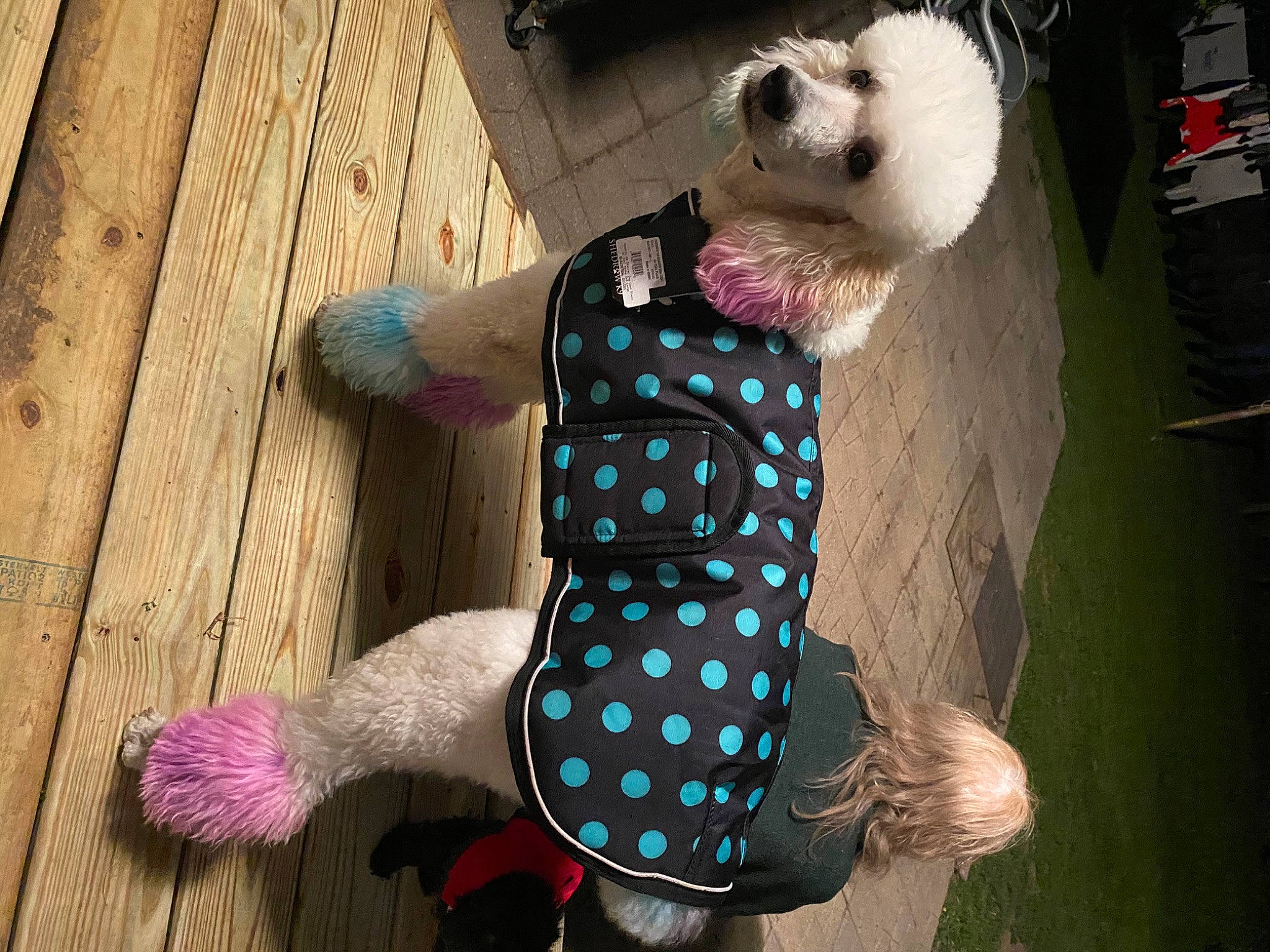 Faye is registered to the contest to win money with this photo: canidae, carnivore, companion_dog, dog_clothes, dog_supply, fawn, polka_dot