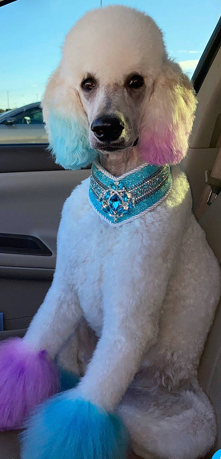 Faye is registered to the contest to win money with this photo: canidae, carnivore, collar, companion_dog, dog, dog_breed, dog_clothes, dog_collar, mammal, miniature_poodle, non_sporting_group, poodle, poodle_crossbreed, rare_breed_dog, snout, sporting_group, standard_poodle, toy_dog, toy_poodle, vertebrate