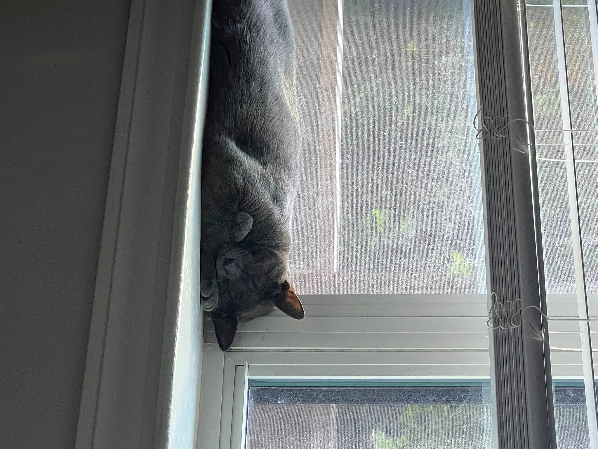 Aura is registered to the contest to win money with this photo: carnivore, cat, curtain, felidae, fixture, grey, house, mammal, plant, small_to_medium_sized_cats, tail, tints_and_shades, tree, vertebrate, whiskers, window, window_blind, window_covering, window_treatment, wood