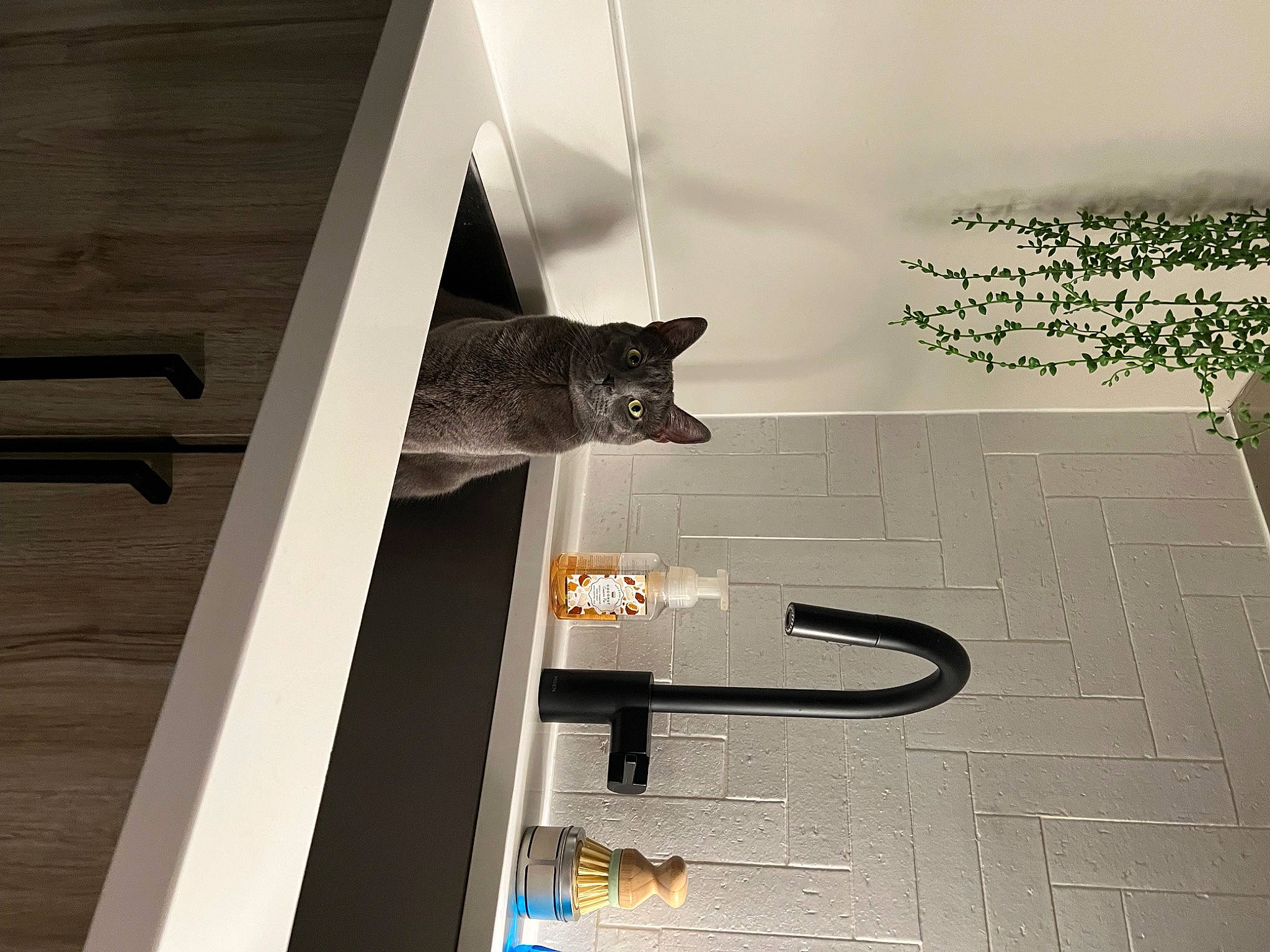 Aura joined the competition — help win amazing prizes! building, carnivore, cat, door, felidae, floor, flooring, font, grey, handwriting, hardwood, monochrome, monochrome_photography, room, shadow, small_to_medium_sized_cats, stairs, whiskers, window, wood