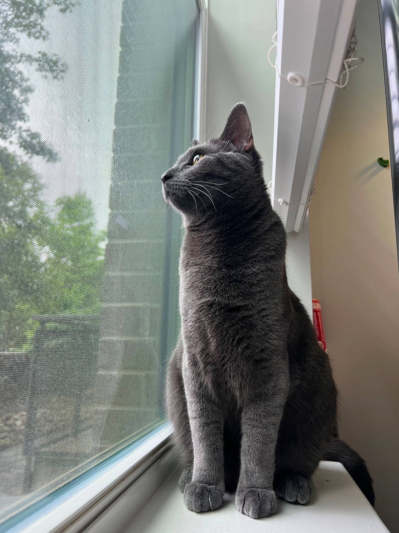 Aura joined the competition — help win amazing prizes! black_cat, bombay, carnivore, cat, domestic_short_haired_cat, felidae, fur, glass, grey, plant, russian_blue, sculpture, sitting, small_to_medium_sized_cats, snout, tail, terrestrial_animal, tree, whiskers, window
