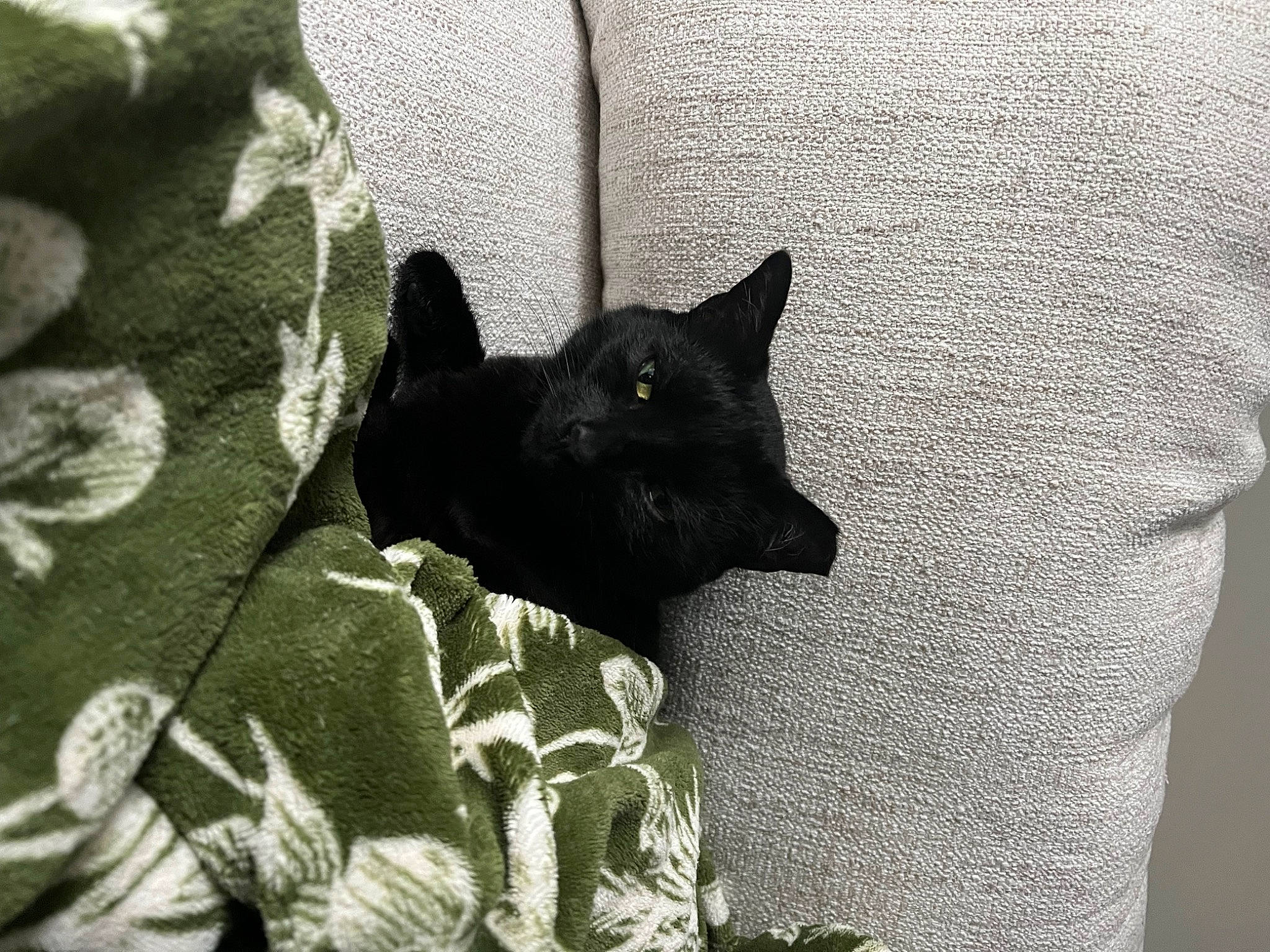 Moon is registered to the contest to win money with this photo: black_cat, bombay, carnivore, cat, comfort, domestic_short_haired_cat, felidae, fur, grass, grey, monochrome, monochrome_photography, plant, sleeve, small_to_medium_sized_cats, snout, tail, tree, whiskers, window