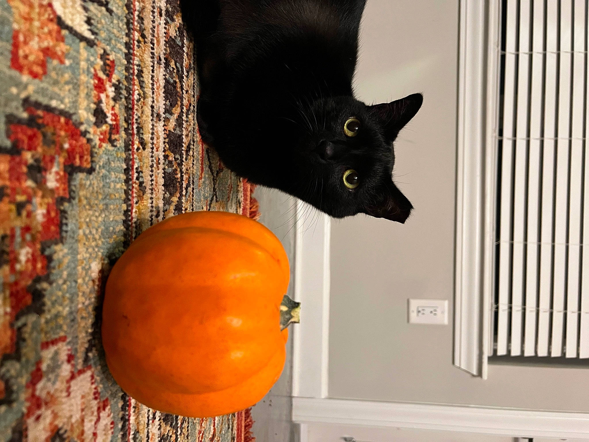 Moon joined the competition — help win amazing prizes! bombay, calabaza, carnivore, cat, cucurbita, door, felidae, gourd, natural_foods, orange, plant, pumpkin, red, small_to_medium_sized_cats, squash, tail, vegetable, whiskers, winter_squash, wood