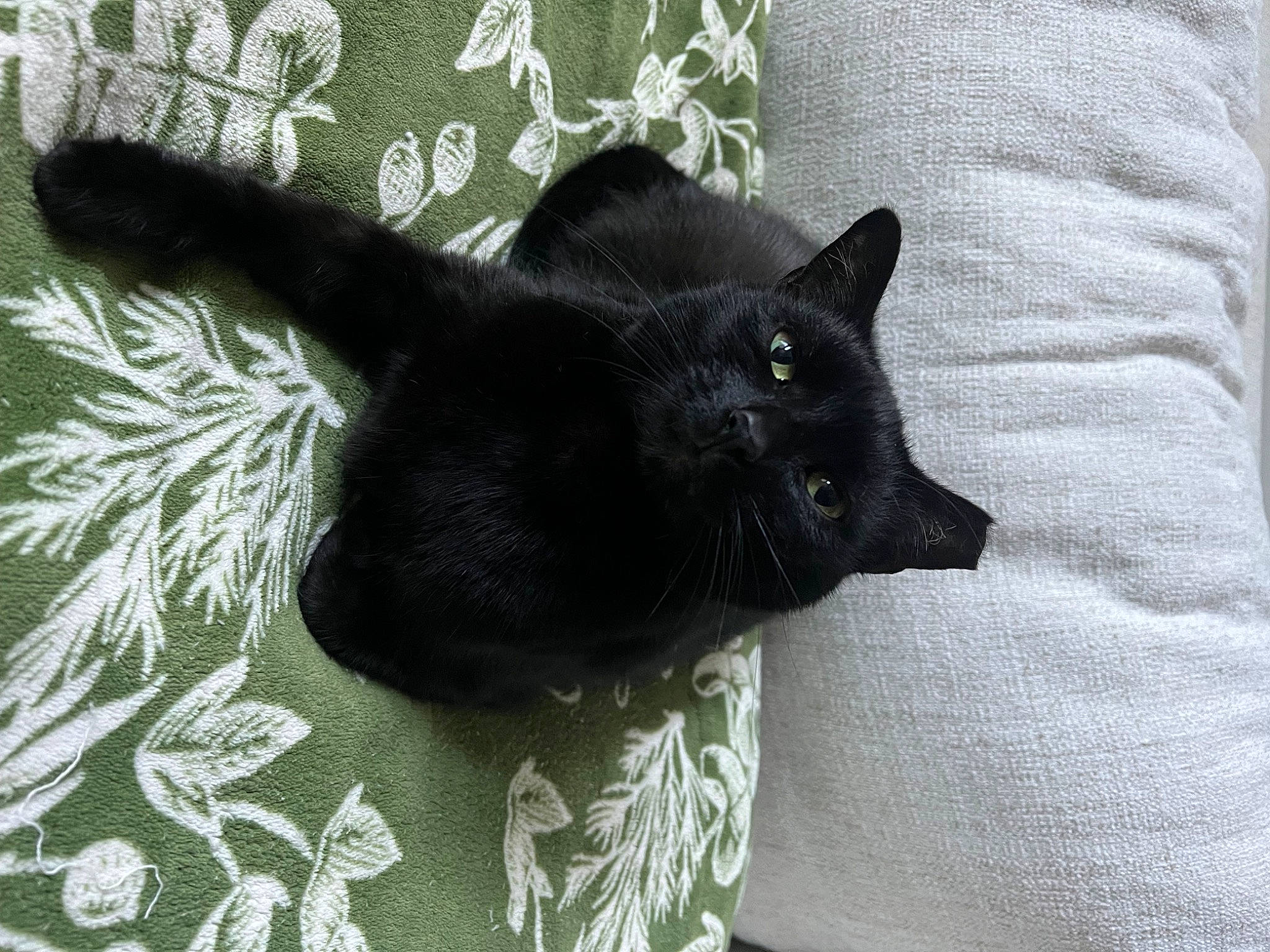 Moon is registered to the contest to win money with this photo: black_cat, bombay, carnivore, cat, cat_supply, comfort, domestic_short_haired_cat, felidae, fur, grey, linens, pattern, small_to_medium_sized_cats, snout, tail, whiskers