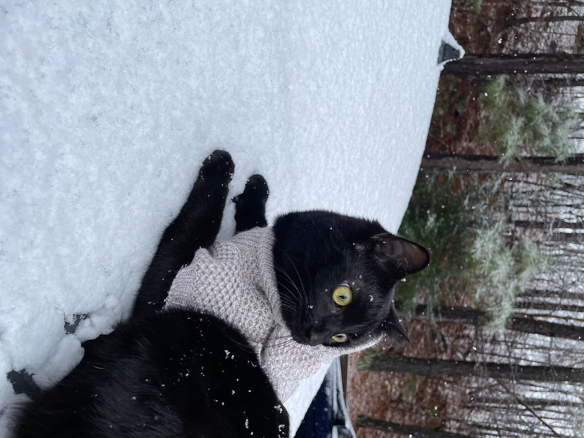 Moon joined the competition — help win amazing prizes! beard, black_cat, bombay, carnivore, cat, domestic_short_haired_cat, felidae, fur, grass, headgear, plant, small_to_medium_sized_cats, snout, snow, tail, terrestrial_animal, tree, trunk, whiskers, winter