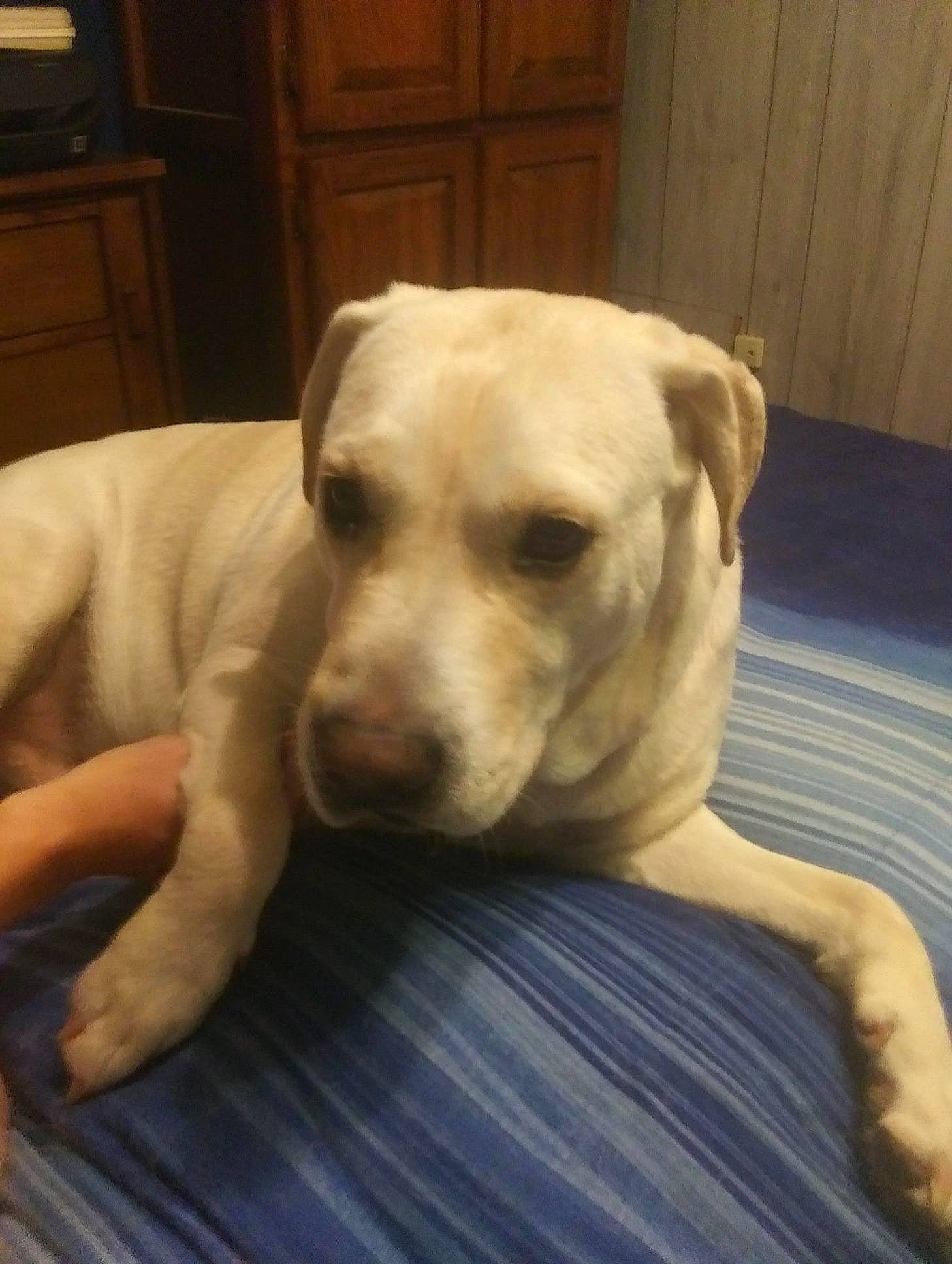 Buddah is registered to the contest to win money with this photo: cabinetry, canidae, carnivore, chair, comfort, companion_dog, dog, dog_breed, door, drawer, fawn, flooring, fur, non_sporting_group, retriever, snout, sporting_group, whiskers, wood, working_animal