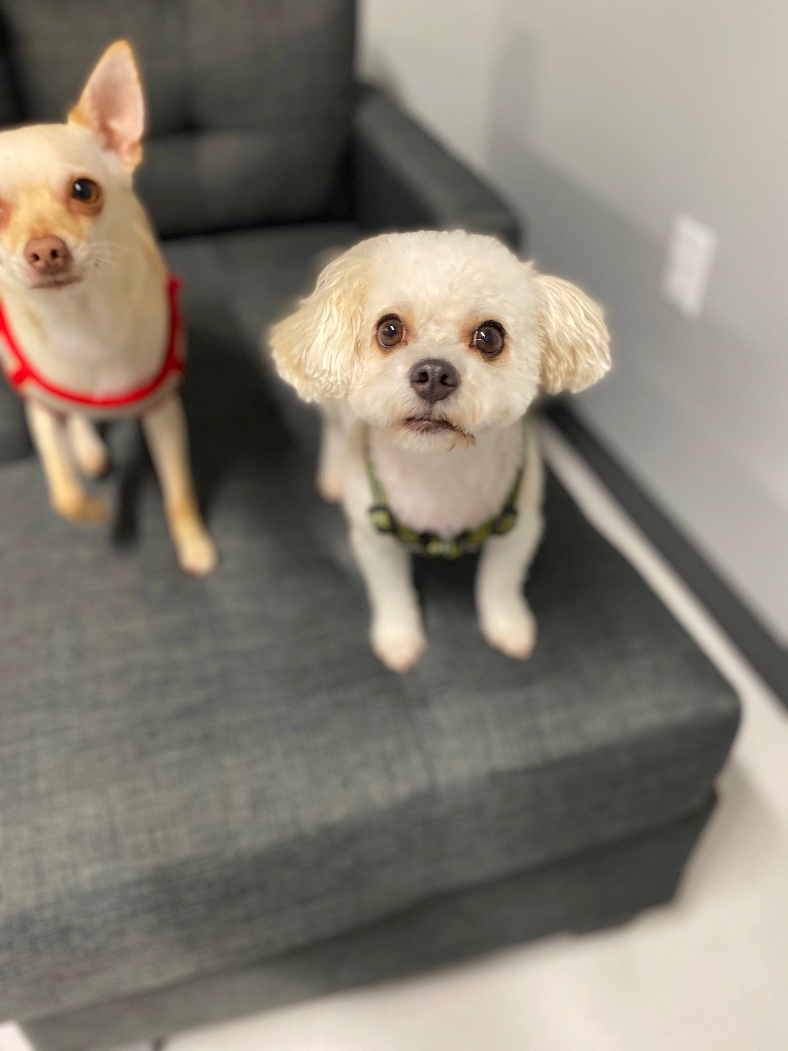 Casper is registered to the contest to win money with this photo: canidae, carnivore, chihuahua, companion_dog, dog, dog_breed, dog_clothes, ear, fawn, maltese, mammal, morkie, puppy, puppy_love, rare_breed_dog, shih_tzu, skin, snout, sporting_group, toy_dog