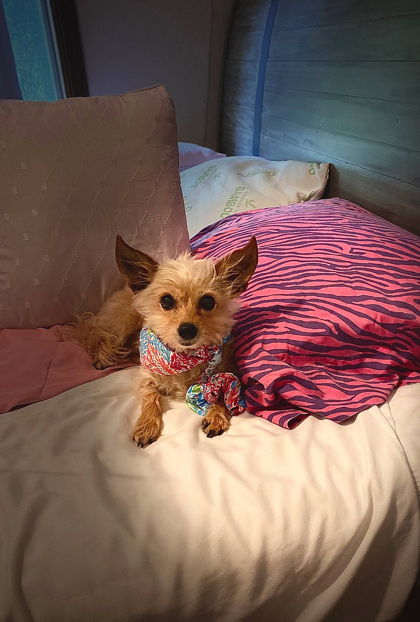 Fanny joined the competition — help win amazing prizes! bed, canidae, carnivore, companion_dog, dog, dog_breed, fawn, furniture, morkie, puppy, room, terrier, textile, toy_dog, yorkshire_terrier