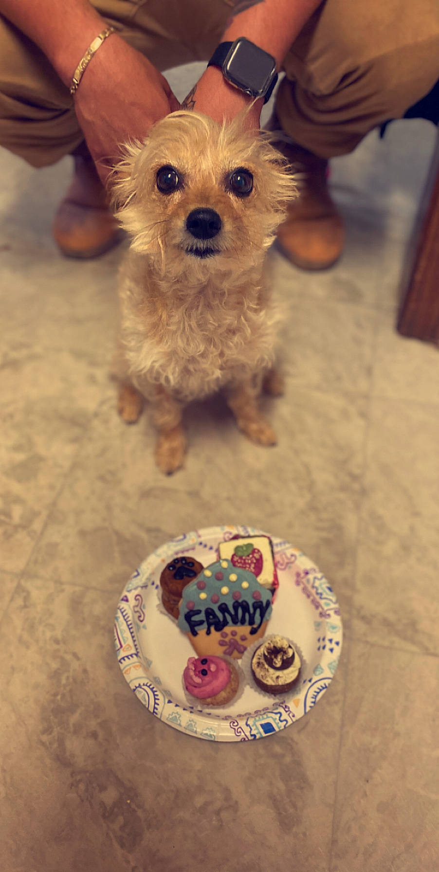 Fanny joined the competition — help win amazing prizes! cairn_terrier, canidae, carnivore, companion_dog, dog, dog_breed, maltepoo, maltese, mammal, morkie, norwich_terrier, puppy, rare_breed_dog, schnoodle, small_terrier, terrier, toy_dog, west_highland_white_terrier, yorkipoo, yorkshire_terrier