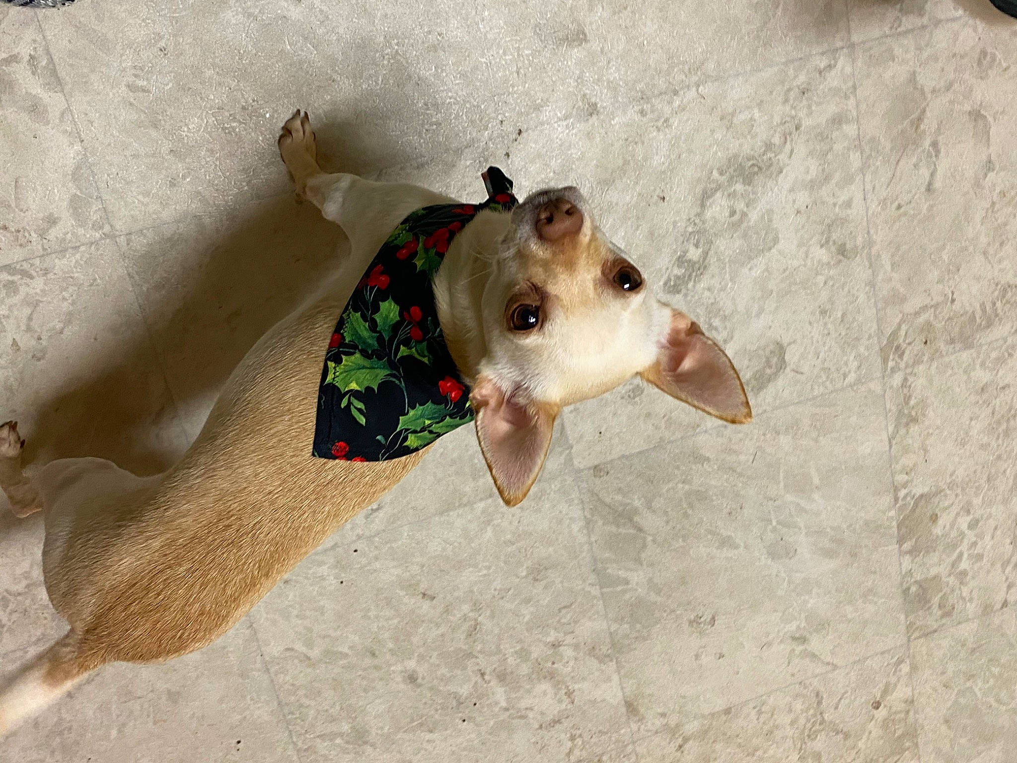 Sonic joined the competition — help win amazing prizes! canidae, carnivore, dog, dog_breed, fawn, puppy, sporting_group, toy_dog