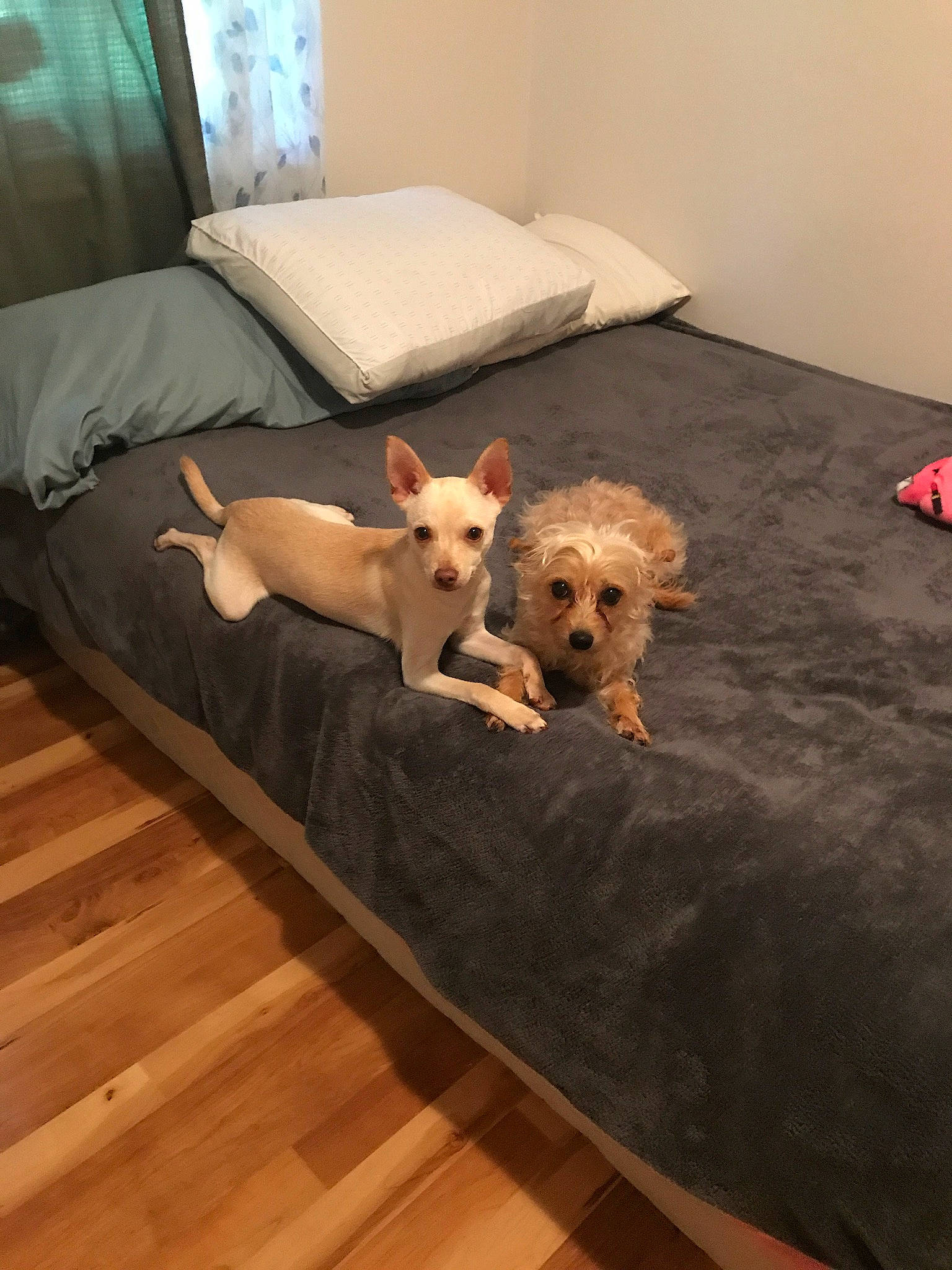 Sonic joined the competition — help win amazing prizes! canidae, carnivore, companion_dog, couch, dog, dog_breed, fawn, floor, flooring, furniture, mammal, non_sporting_group, vertebrate