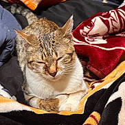 Matcha is registered to the contest to win money with this photo: animal, blanket, cat, comfortable, cozy, cute, domestic, feline, fur, indoor, mammal, paw, pet, relaxed, resting, sleeping, soft, tabby, warm, whiskers