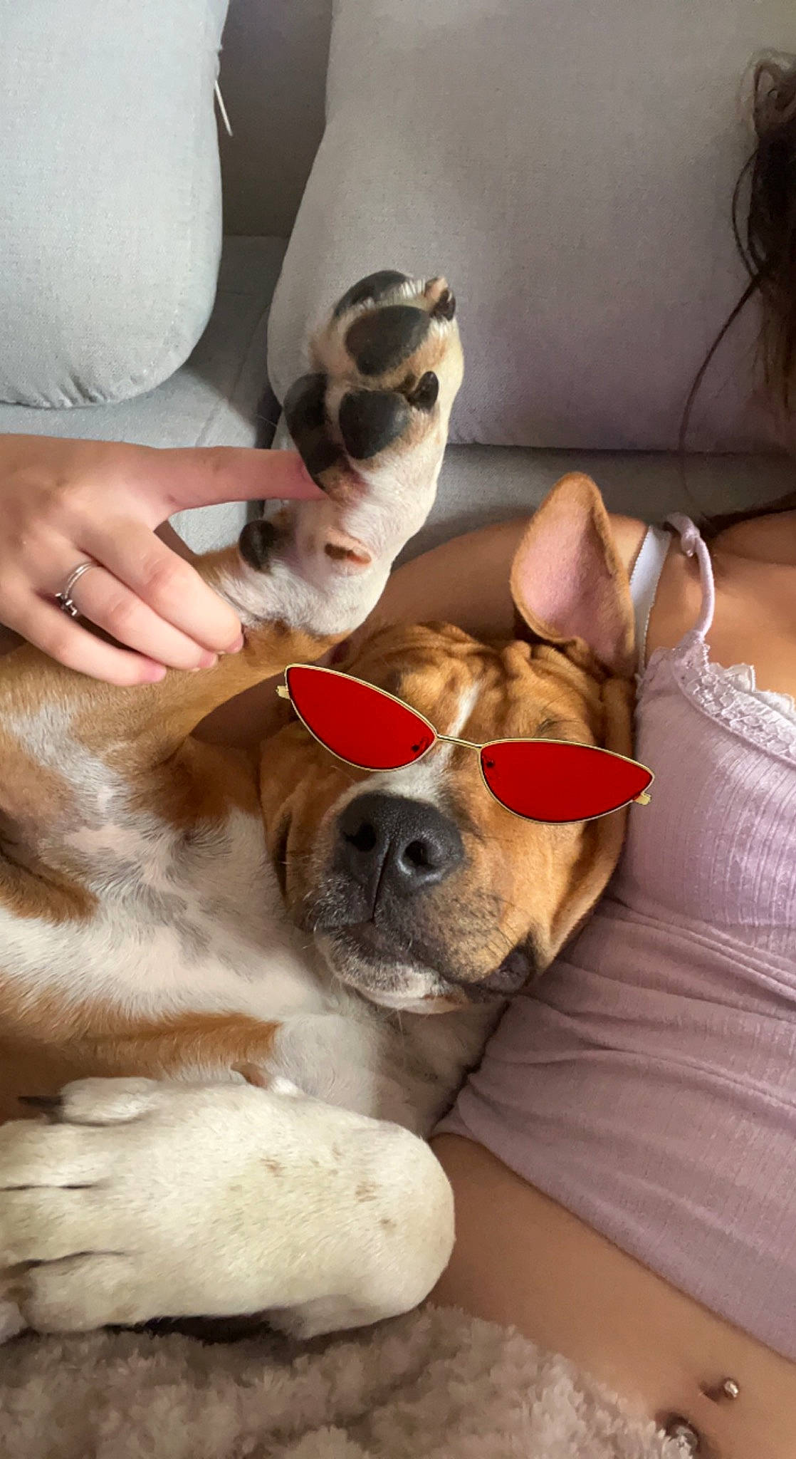 Haska a rejoint le concours — aidez-le/la à gagner de superbes lots ! canidae, carnivore, collar, comfort, companion_dog, dog, dog_breed, ear, eyewear, fawn, fur, glasses, goggles, paw, puppy_love, snout, sporting_group, sunglasses, whiskers, working_animal