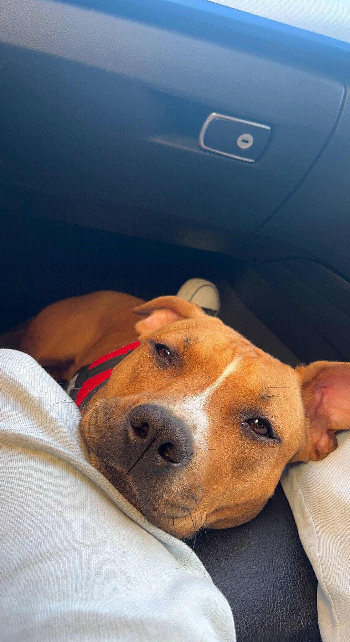 Haska a rejoint le concours — aidez-le/la à gagner de superbes lots ! automotive_exterior, canidae, carnivore, comfort, companion_dog, dog, dog_breed, ear, fawn, fur, hound, non_sporting_group, personal_luxury_car, selfie, sporting_group, vehicle_door, whiskers, window, windshield, working_animal