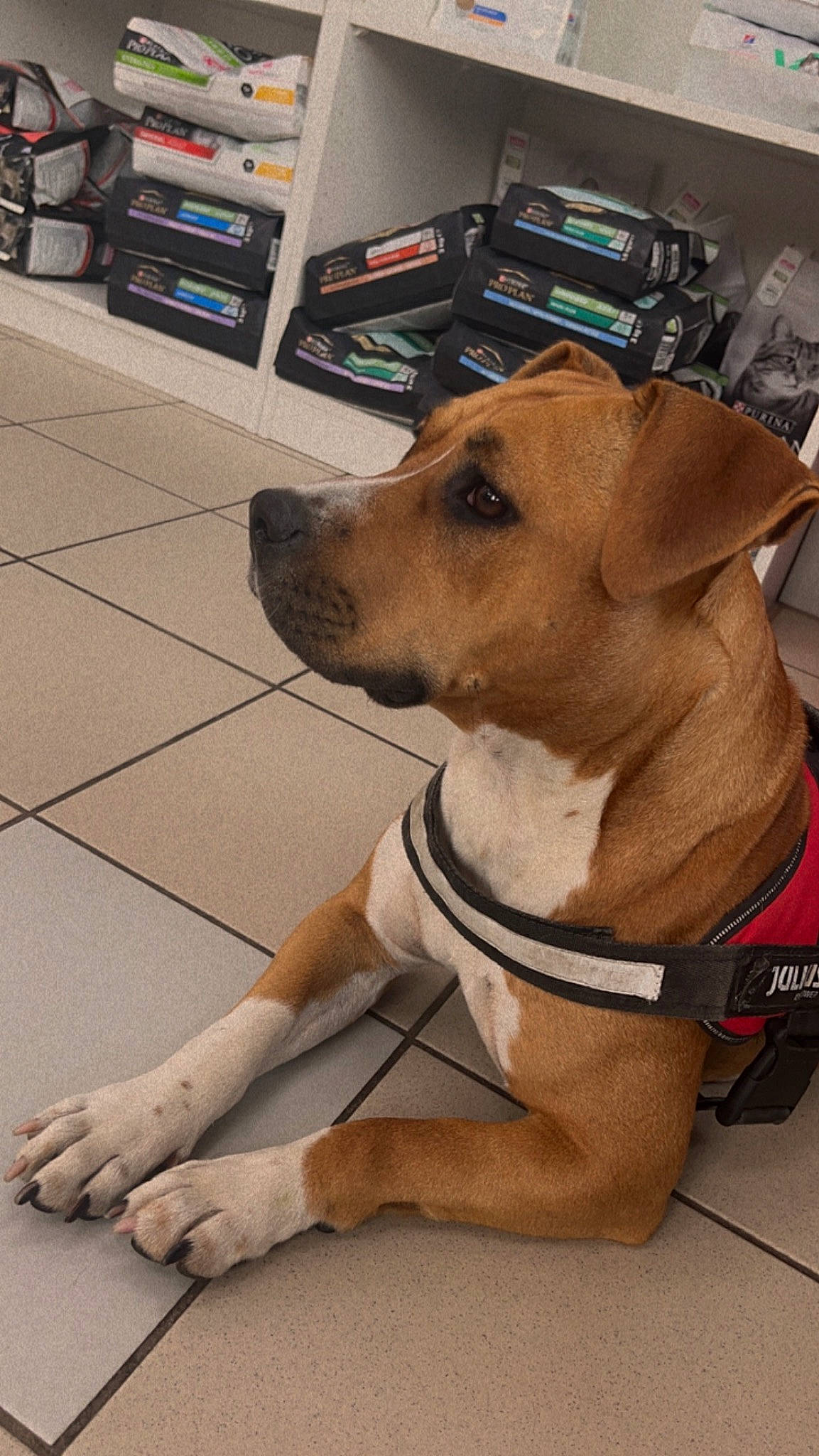 Haska a rejoint le concours — aidez-le/la à gagner de superbes lots ! canidae, carnivore, collar, companion_dog, dog, dog_breed, dog_clothes, dog_collar, dog_supply, fawn, floor, flooring, home_appliance, kitchen_appliance, paw, personal_protective_equipment, pet_supply, snout, sporting_group, working_animal