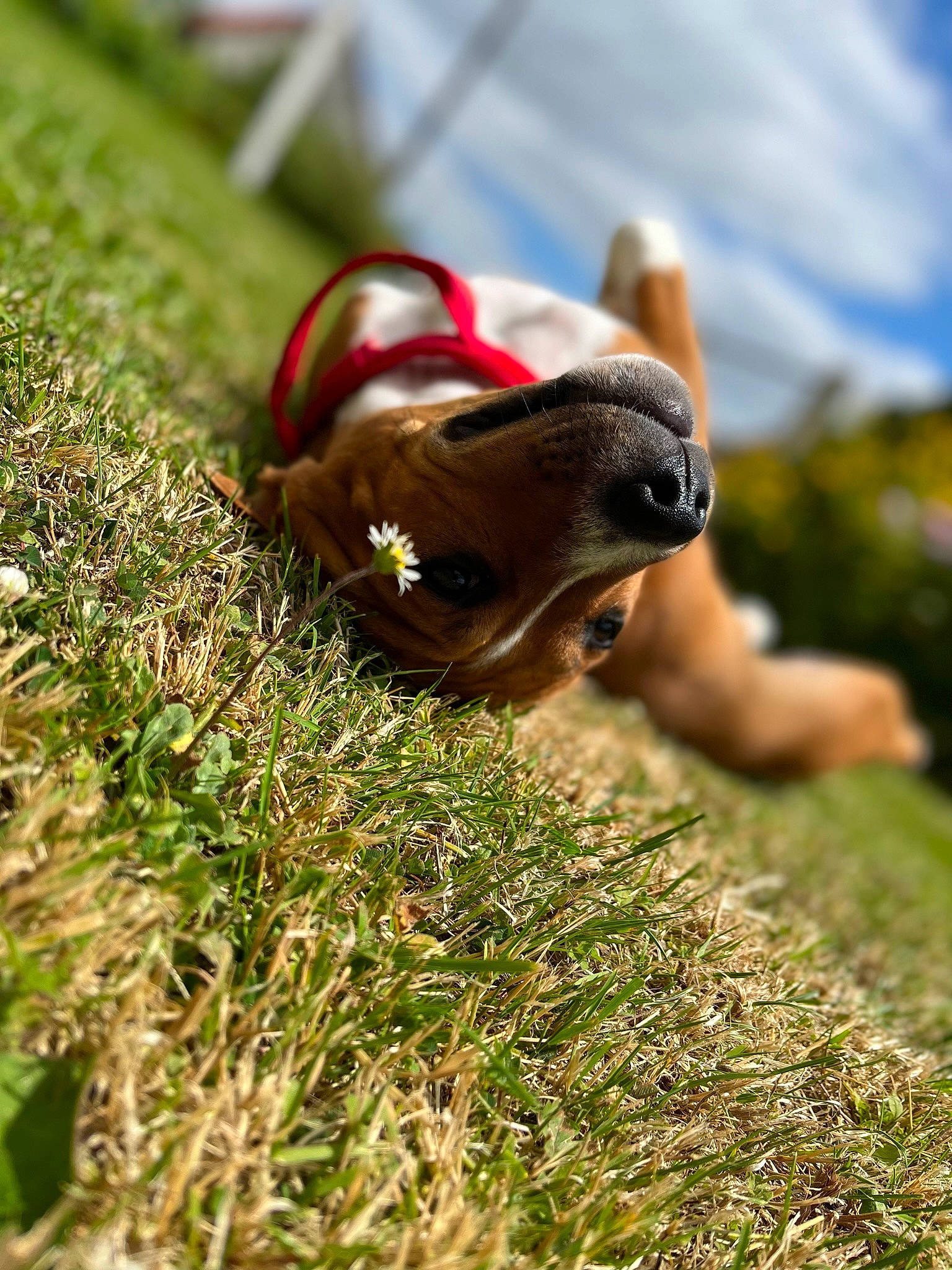 Haska a rejoint le concours — aidez-le/la à gagner de superbes lots ! carnivore, companion_dog, dog, dog_breed, eyewear, fawn, foot, grass, grass_family, happy, human_leg, lawn, people_in_nature, plant, recreation, snout, sporting_group, sunglasses, terrestrial_animal, toy