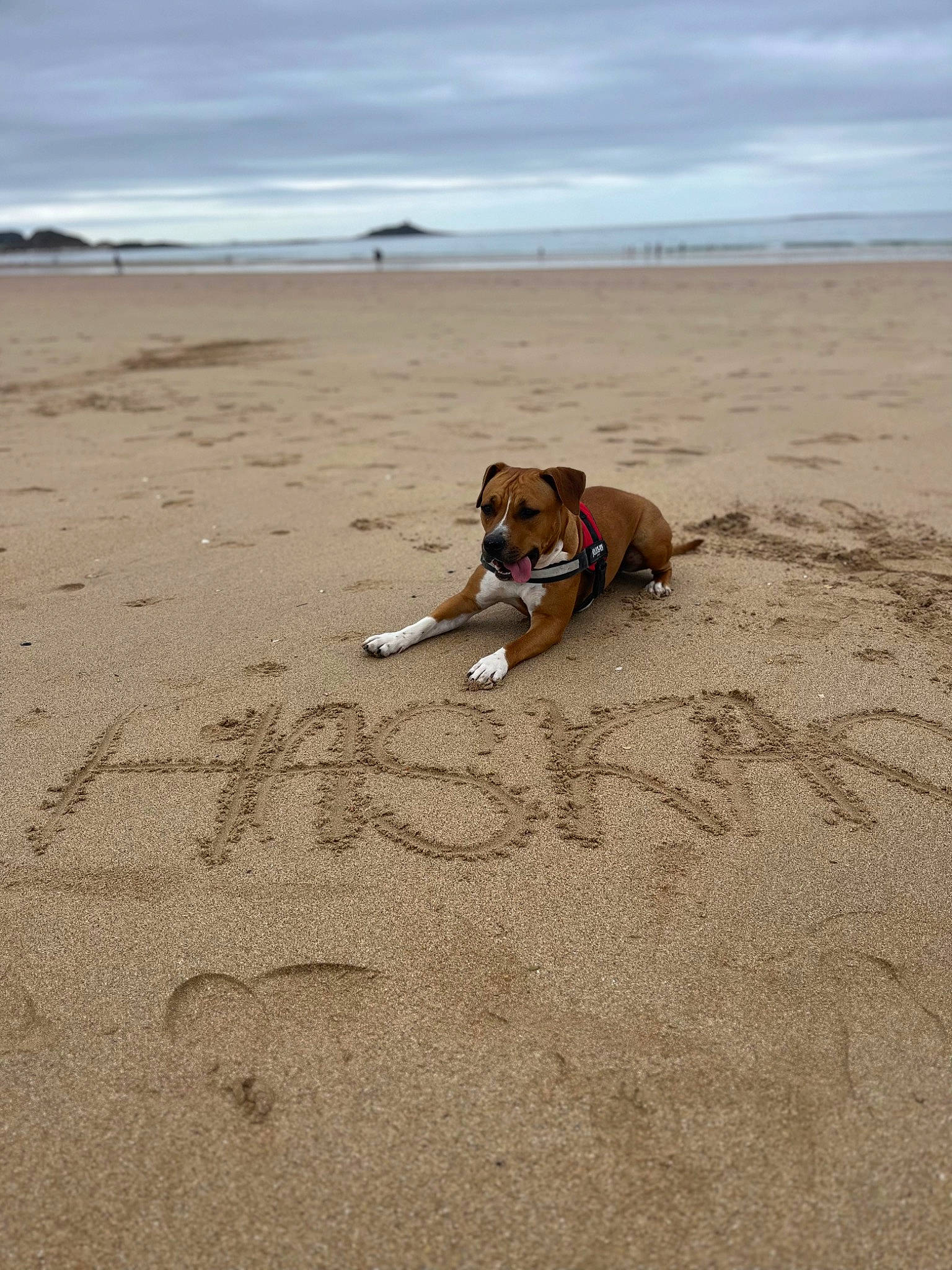 Haska participe au concours pour gagner de l'argent avec cette photo : beach, body_of_water, bulldog, canidae, carnivore, cloud, coast, companion_dog, dog, dog_breed, fawn, fun, horizon, landscape, ocean, sand, sky, soil, sporting_group, water