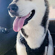 Luna joined the competition — help win amazing prizes! animal, black_harness, blue_eyes, canine, car_interior, companion, daylight, dog, domestic, ears, fur, happy, husky, leash, muzzle, pet, seat, sitting, tongue_out, window