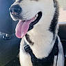 animal, black_harness, blue_eyes, canine, car_interior, companion, daylight, dog, domestic, ears, fur, happy, husky, leash, muzzle, pet, seat, sitting, tongue_out, window