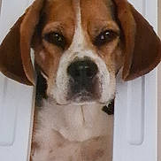 Angus participe au concours pour gagner de l'argent avec cette photo : banister, beagle, brown_fur, close_up, curious, dog, ears, expression, face, head_between_slats, indoor, looking_at_camera, nose, pet, portrait, railing, spotted, stair, whiskers, white_fur