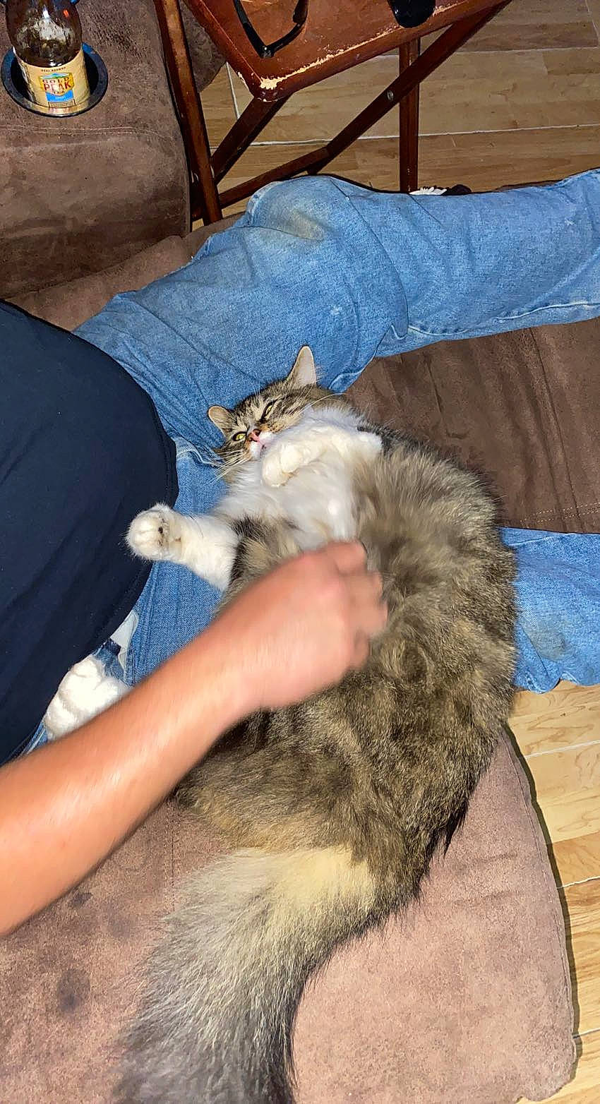 Ozzy joined the competition — help win amazing prizes! canidae, carnivore, cat, claw, comfort, couch, domestic_short_haired_cat, fawn, felidae, fur, lap, mechanical_fan, nail, paw, small_to_medium_sized_cats, whiskers, wildlife_biologist