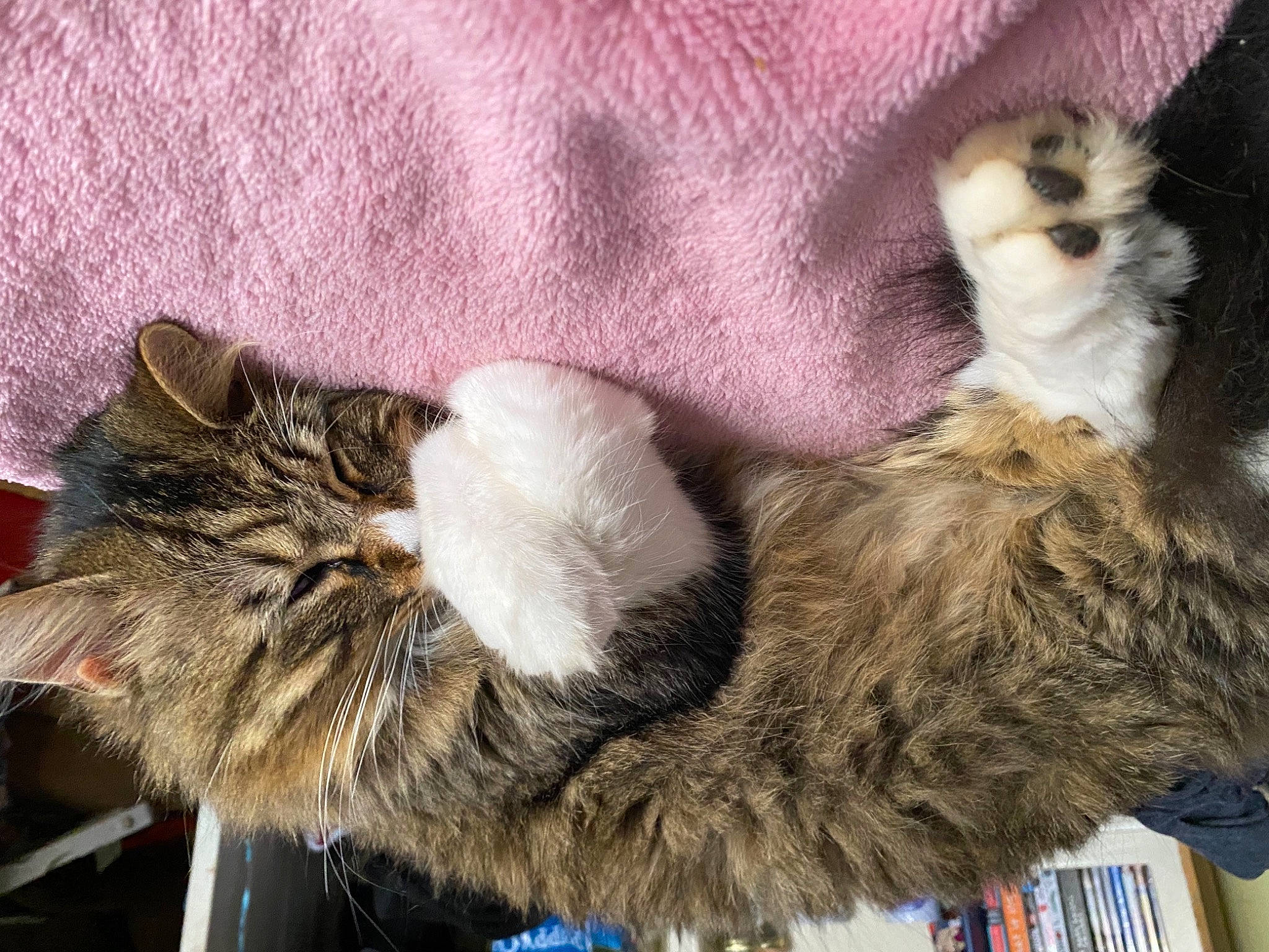 Ozzy joined the competition — help win amazing prizes! carnivore, cat, claw, comfort, domestic_short_haired_cat, fawn, felidae, fur, fur_clothing, nap, paw, small_to_medium_sized_cats, snout, stuffed_toy, tail, toy, whiskers