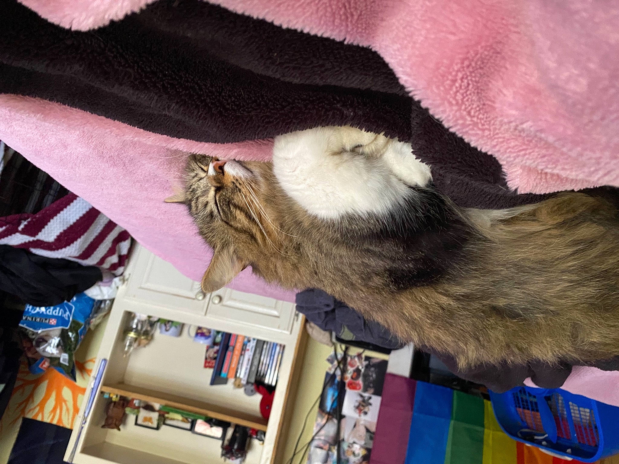 Ozzy joined the competition — help win amazing prizes! cat, claw, comfort, domestic_short_haired_cat, fashion_accessory, fawn, felidae, foot, fur, gesture, human_leg, magenta, sleeve, small_to_medium_sized_cats, tail, whiskers