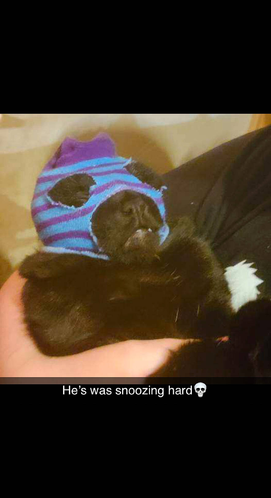 Alfie is registered to the contest to win money with this photo: art, bear, cap, fictional_character, font, fur, gesture, illustration, jaw, organism, personal_protective_equipment, photo_caption, selfie, teddy_bear, visual_arts