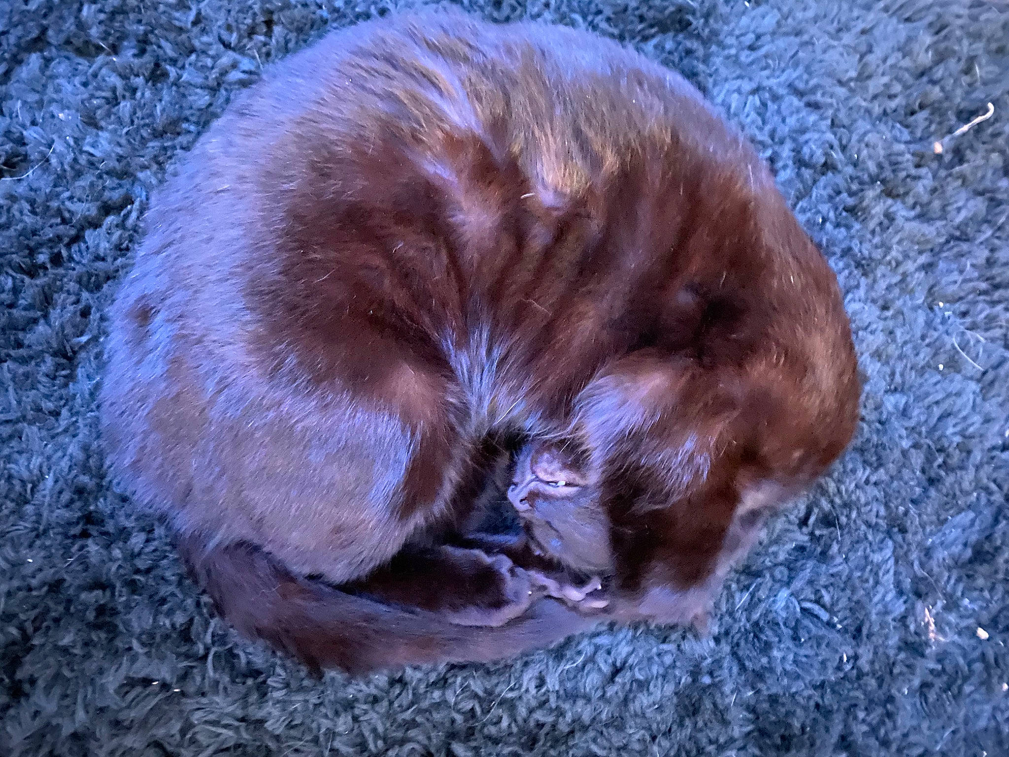 Alfie is registered to the contest to win money with this photo: canidae, carnivore, dog_breed, electric_blue, fawn, felidae, fur, liver, organism, sporting_group, tail, terrestrial_animal, vertebrate, whiskers