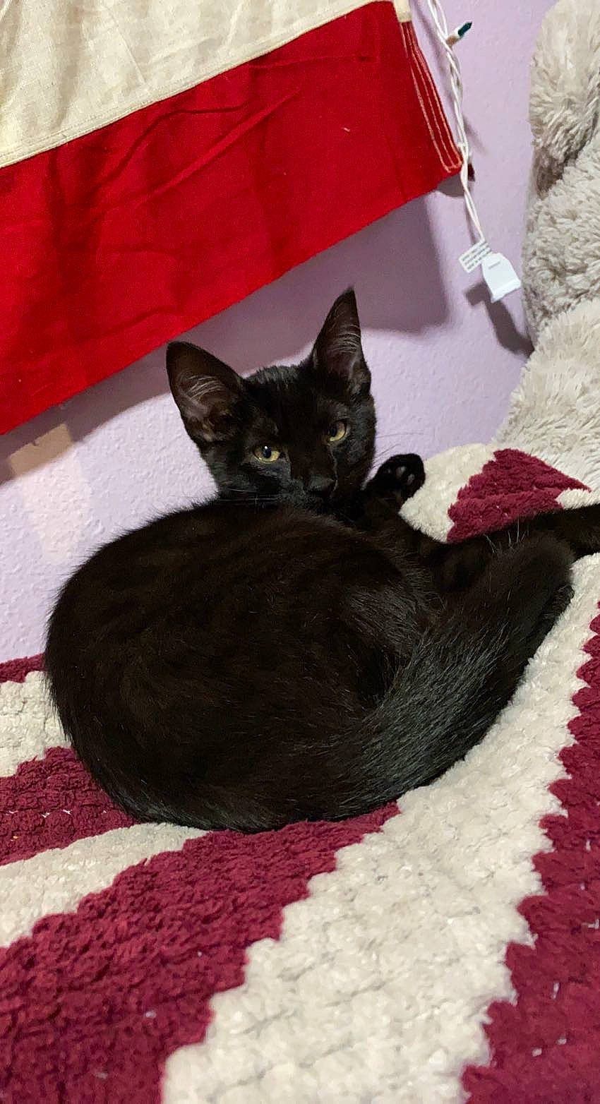 Moon joined the competition — help win amazing prizes! black_cat, bombay, carmine, carnivore, cat, cat_bed, cat_supply, claw, comfort, domestic_short_haired_cat, felidae, fur, grey, linens, pattern, red, room, small_to_medium_sized_cats, tail, whiskers