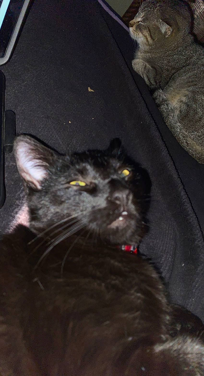 Moon is registered to the contest to win money with this photo: black_cat, canidae, carnivore, cat, claw, darkness, dog_breed, domestic_short_haired_cat, eye, felidae, fur, grey, paw, small_to_medium_sized_cats, snout, tail, terrestrial_animal, whiskers