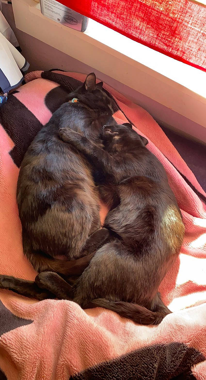 Moon is registered to the contest to win money with this photo: brown, carnivore, collar, comfort, companion_dog, dog, dog_breed, fawn, felidae, flooring, fur, guard_dog, liver, natural_material, non_sporting_group, sporting_group, tail, terrestrial_animal, whiskers, working_animal