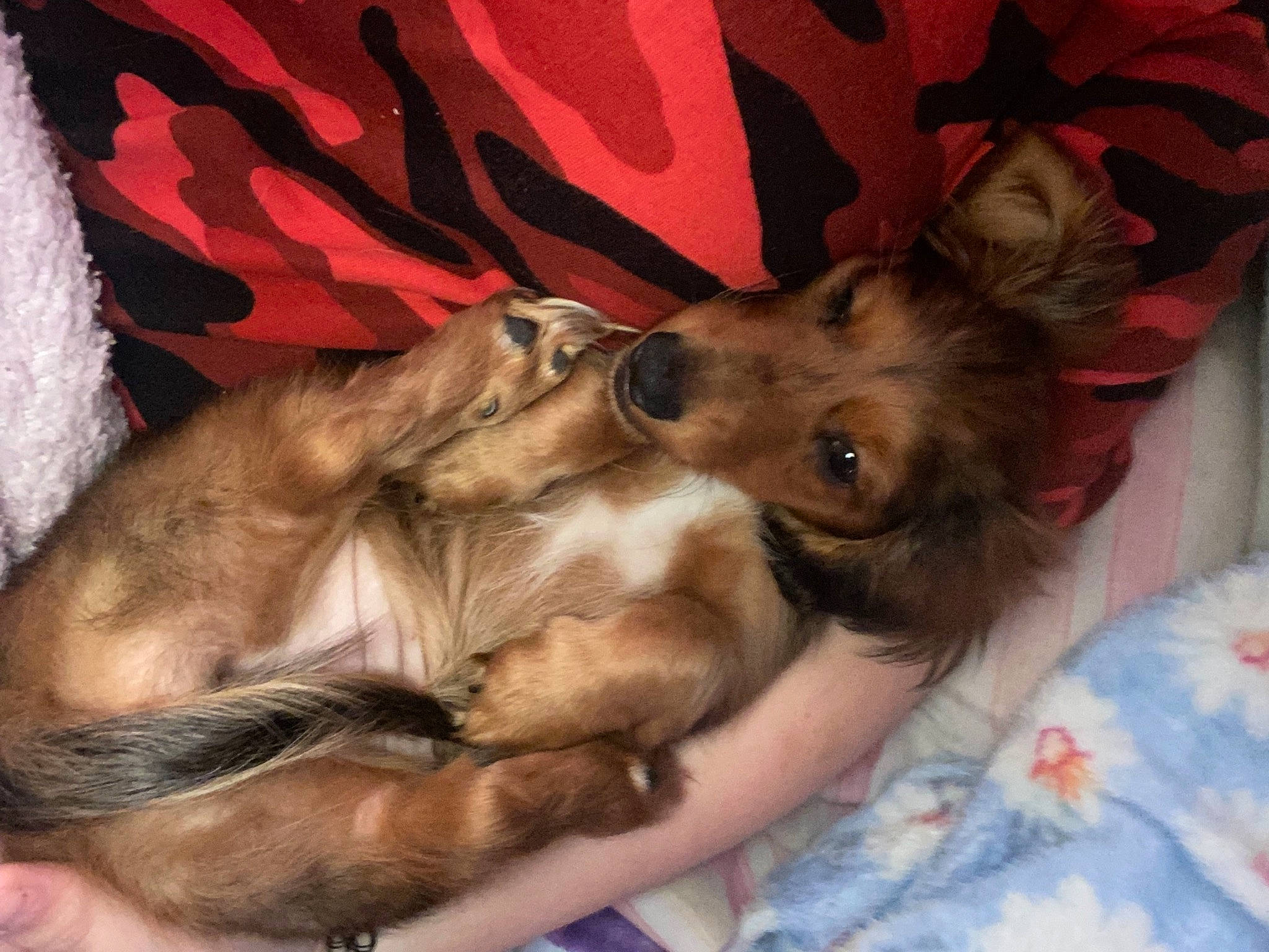 Maple is registered to the contest to win money with this photo: canidae, carnivore, comfort, companion_dog, dog, dog_breed, ear, fawn, felidae, fur, gesture, human_leg, lap, liver, nap, paw, small_to_medium_sized_cats, snout, sporting_group, whiskers