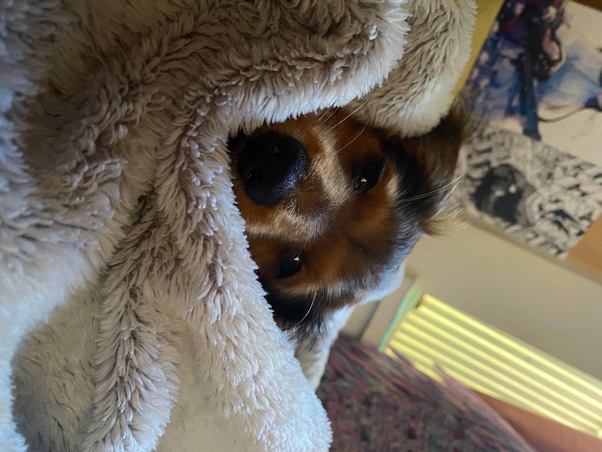 Maple is registered to the contest to win money with this photo: canidae, carnivore, claw, close_up, companion_dog, dog_breed, eyelash, fawn, felidae, fur, fur_clothing, paw, plush, small_to_medium_sized_cats, snout, sporting_group, stuffed_toy, toy, whiskers, wildlife