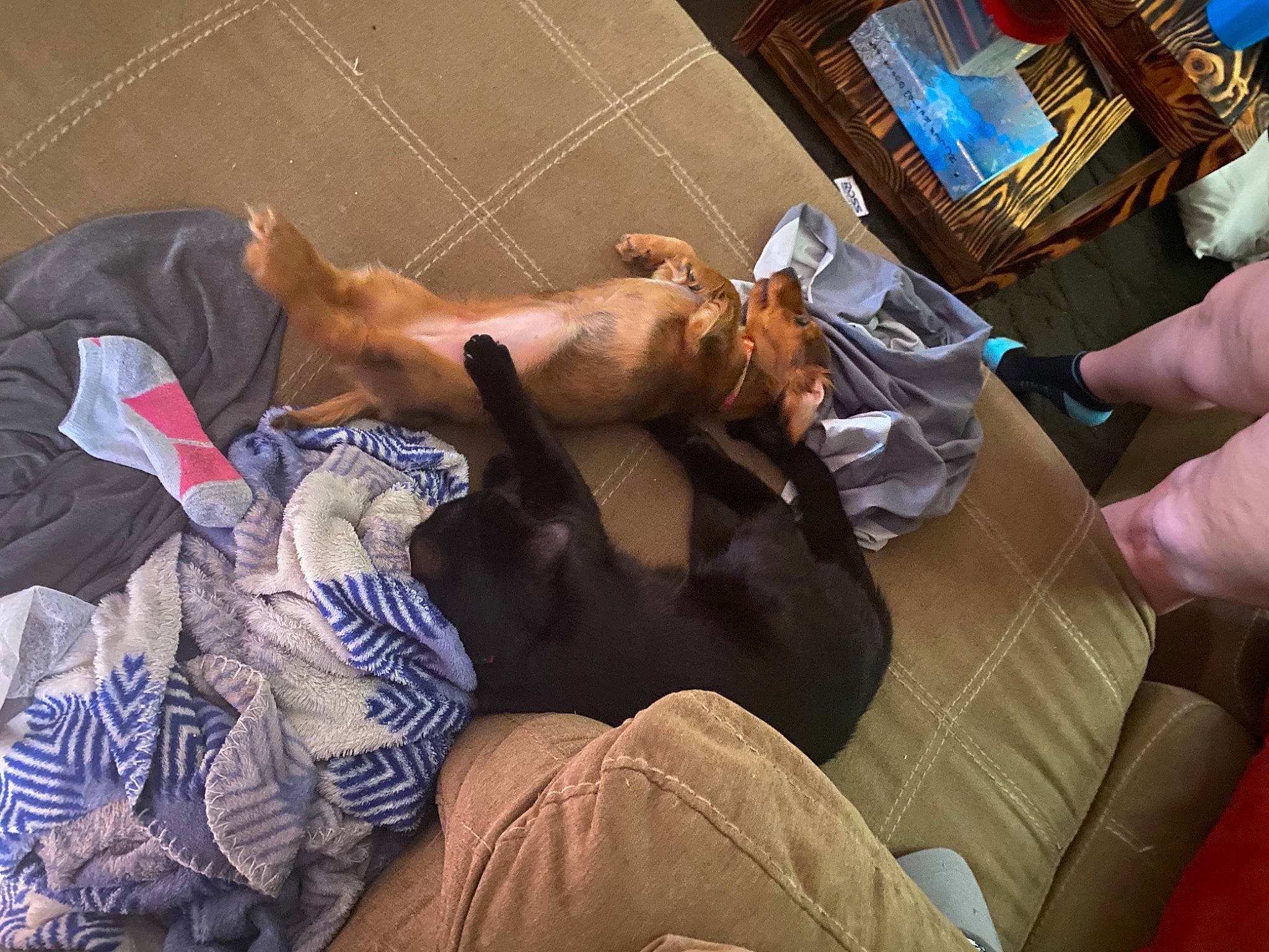 Maple joined the competition — help win amazing prizes! abdomen, comfort, companion_dog, couch, elbow, flesh, fun, human_leg, joint, knee, lap, leisure, linens, nap, room, sitting, sporting_group, thigh, watch, wrist