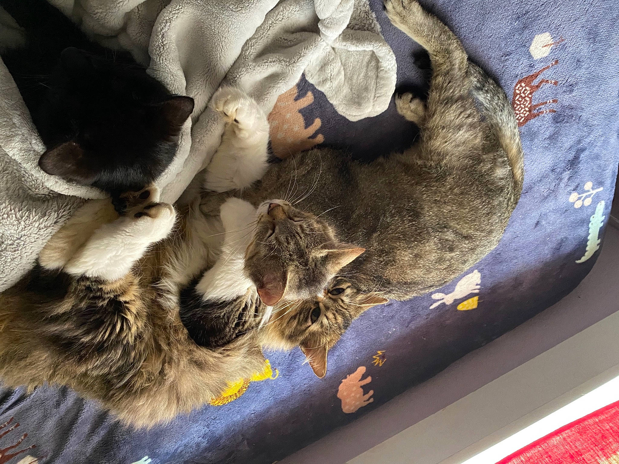 Skeeter Or Stretch is registered to the contest to win money with this photo: carnivore, cat, cat_supply, claw, comfort, companion_dog, dog_breed, domestic_short_haired_cat, fawn, felidae, fur, hide, mammal, pattern, paw, small_to_medium_sized_cats, sporting_group, tail, whiskers, wood