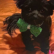 Luna Mae is registered to the contest to win money with this photo: dog, black_dog, green_bow_tie, pet, cute, small_dog, fluffy_ears, orange_background, portrait, indoor, animal, looking_up, adorable, companion, canine, fur, domestic_animal, close_up, bow_tie, festive