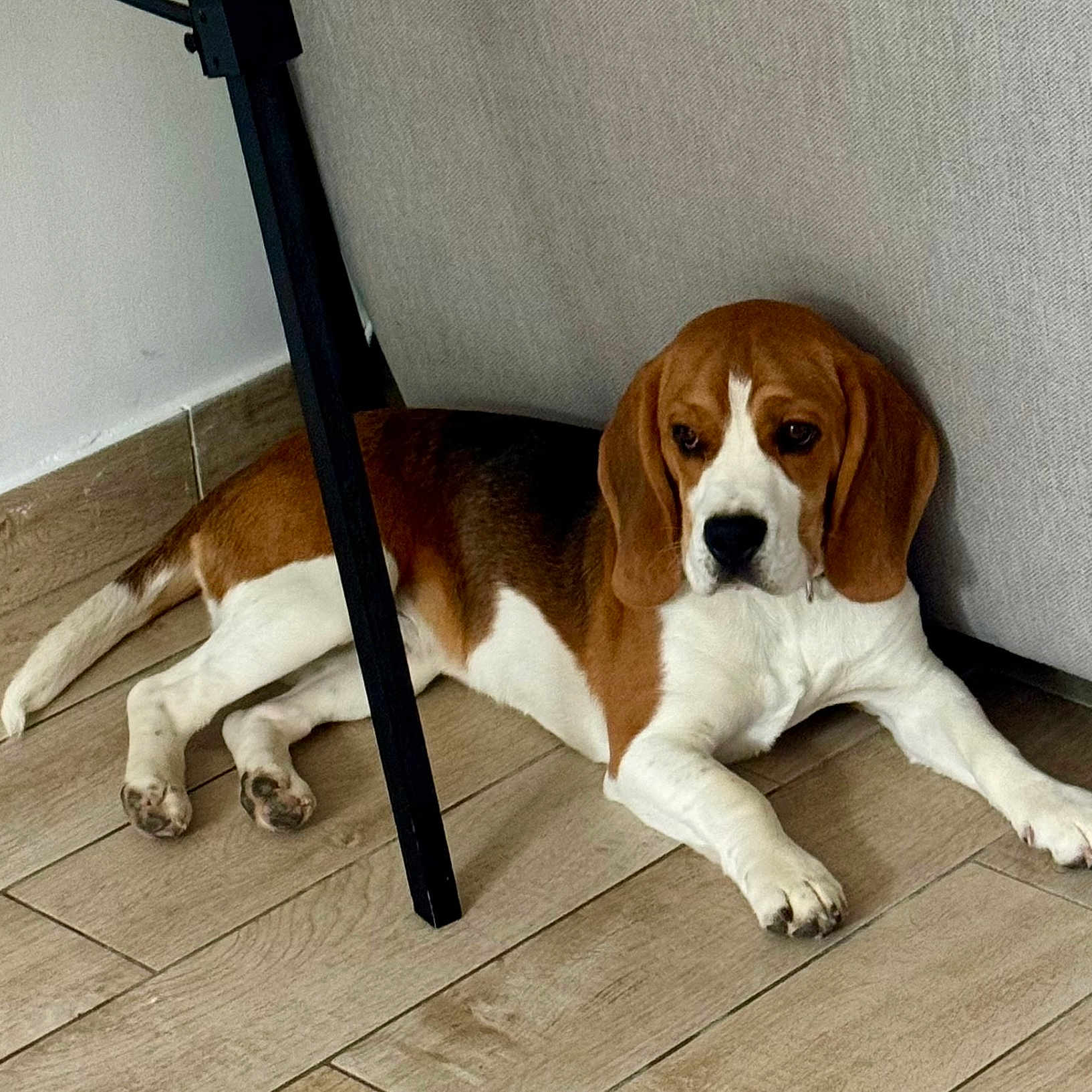 Volt a rejoint le concours — aidez-le/la à gagner de superbes lots ! animal, beagle, black, brown, canine, companion, couch, dog, ear, floor, furniture, indoor, lying_down, paw, pet, quiet, relaxed, snout, white, wooden_floor