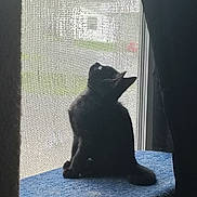 Gizzy joined the competition — help win amazing prizes! cat, black_cat, window, screen, carpeted_platform, pet, indoor, curious, silhouette, feline, looking_up, daylight, home, animal, resting, side_view, ears, tail, quiet, natural_light