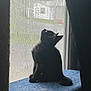 cat, black_cat, window, screen, carpeted_platform, pet, indoor, curious, silhouette, feline, looking_up, daylight, home, animal, resting, side_view, ears, tail, quiet, natural_light