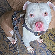 Kane is registered to the contest to win money with this photo: animal, brown_dog, chain, closeup, collar, couch, dog, ears, eyes, face, harness, indoors, leash, nose, pet, pit_bull, portrait, rug, sitting, white_dog