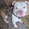 animal, brown_dog, chain, closeup, collar, couch, dog, ears, eyes, face, harness, indoors, leash, nose, pet, pit_bull, portrait, rug, sitting, white_dog
