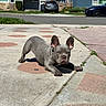 Blue is registered to the contest to win money with this photo: dog, puppy, french_bulldog, sidewalk, outdoor, sunny, concrete, playful, pet, animal, grass, car, residential, house, street, daytime, ears, cute, small, looking