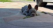 Blue joined the competition — help win amazing prizes! dog, french_bulldog, puppy, outdoor, driveway, car, tire, concrete, suburban, house, greenery, sunlight, pet, animal, ears, lying_down, curious, daytime, sidewalk, small_dog