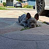 dog, french_bulldog, puppy, outdoor, driveway, car, tire, concrete, suburban, house, greenery, sunlight, pet, animal, ears, lying_down, curious, daytime, sidewalk, small_dog
